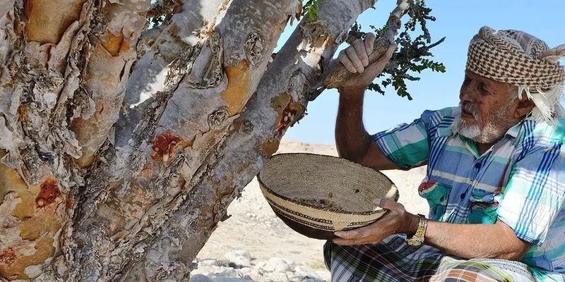 حصاد اللبان