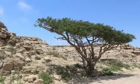 شجرة اللبان